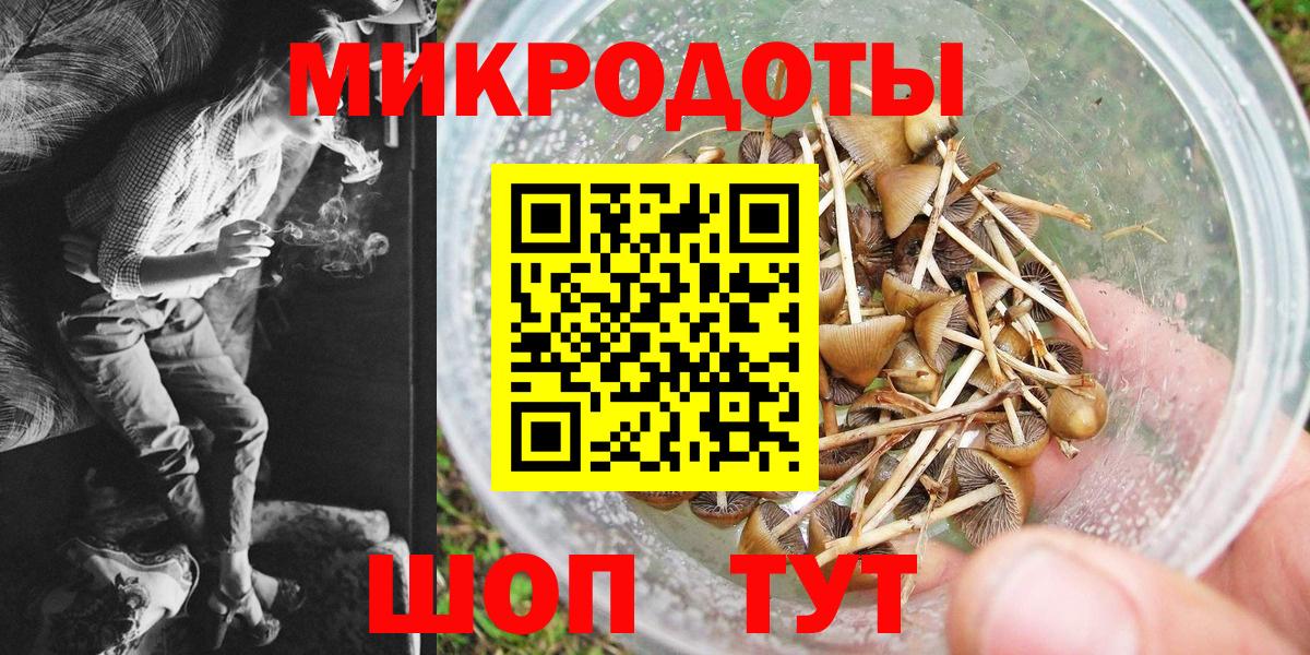 Галлюциногенные грибы Psilocybe  Нижний Новгород 